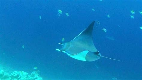 Mobula Ray madness at Gili Lankanfushi - PADI Pros