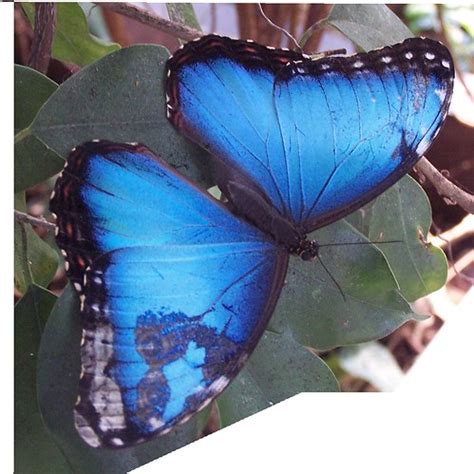 Blue Morpho Butterfly | I apologize to all for not having be… | Flickr