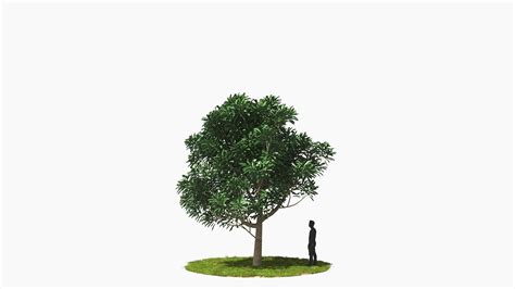 Wind Tree004 Animation 3D model animated | CGTrader