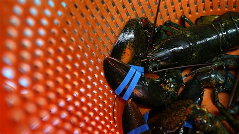 Enjoy Your Maine Lobster While You Can: Rising Water Temps May Make the Delicacy More Scarce