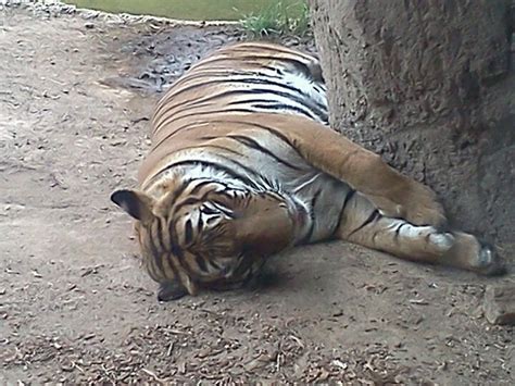 Reid Park Zoo in Tucson, AZ Giraffe, Elephant, Tucson Az, Zoo, Park, Animals, Felt Giraffe ...