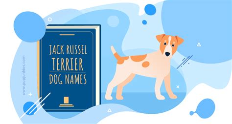 100 Most Popular Jack Russell Terrier Dog Names Of 2021