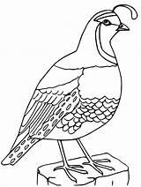 Normal Quail Coloring Page  Free Printable Pages For Kids sketch template