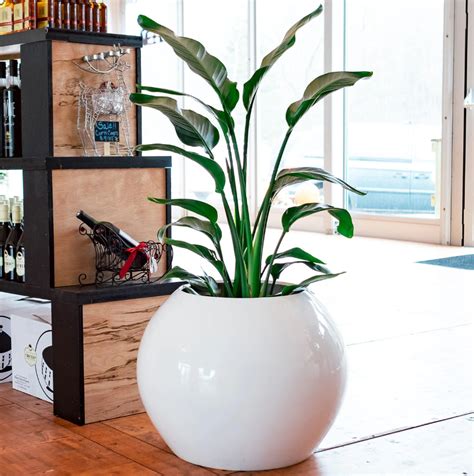 Best Pots for Indoor Plants: Top 10 Indoor Planters - Pots Planters & More