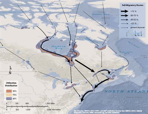 Fall migration routes of adult Red-throated Loons (n = 31) tagged with ...