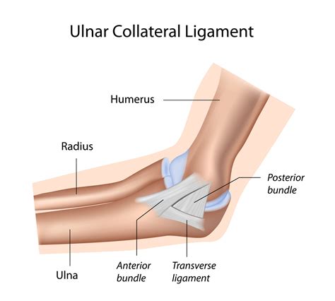 Ulnar Collateral Ligament Injuries of the Elbow | Upswing Health