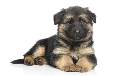 German Shepherd Puppies For Sale Sydney — Aimsway - German Shepherd Dog ...