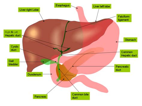 Gambar Sistem Pencernaan Manusia Proses Organ Enzim Penyakit Hati Gambar Beserta di Rebanas ...