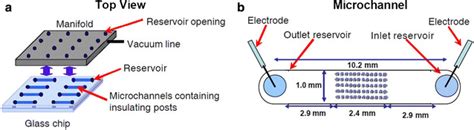 The potential of a dielectrophoresis activated cell sorter (DACS) as a next generation cell ...