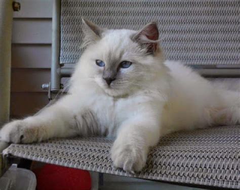 Life with Ragdolls: Ragdoll Cat Colors/Patterns Explained