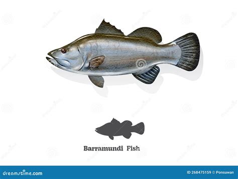 Barramundi Fish Watercolor Sketch Line Art. Vector Illustration Stock ...