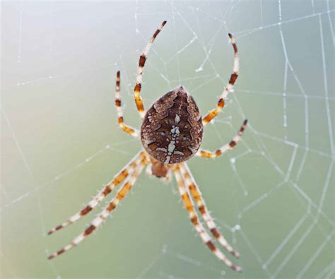 16 MOST Common SPIDERS Found in Turkey! (2024) - Bird Watching HQ