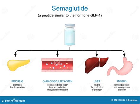 Semaglutide. Peptide Hormone. Mechanism Of Action Cartoon Vector ...