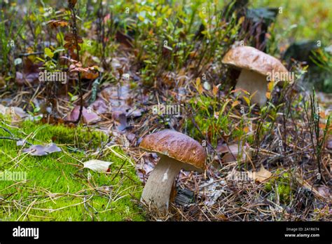 Two autumn big cep mushroom grow. Natural raw food grows in forest ...