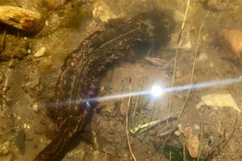 Conservation Solutions Prevent Further Erosion of Hellbender Habitat ...