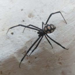 Latrodectus (Widow Spiders) - Spider Identification & Pictures