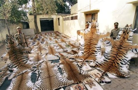 The Effects of Poaching on Tigers - Endangered Animals