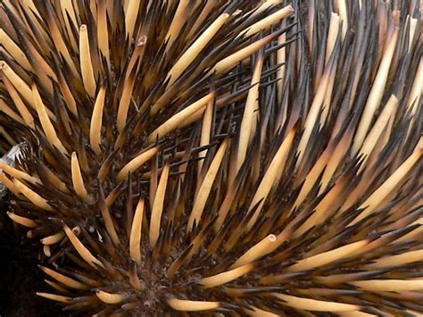 Spines: Echidna Spines