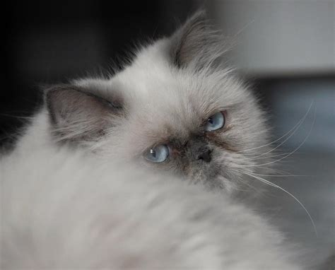 Himalayan / Colorpoint Persian Cat Pictures and Information - Cat ...