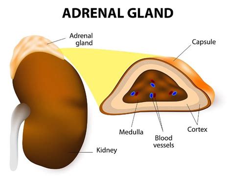 6 Fakta Adrenalin, Hormon Penting yang Bantu Kita Hadapi Stres