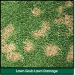 Lawn Grubs - Identify & Treat Lawn Grub Infestations Now!