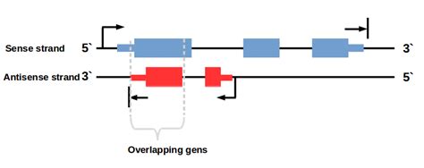 How do strand specific sequencing protocols work?