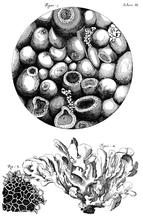 Robert Hooke Micrographia Robert Hooke, Body Study, Botanical Drawings ...