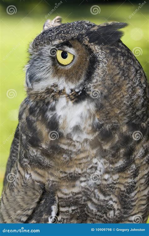 Side View Of A Great Horned Owl. Royalty Free Stock Photos - Image: 10909798