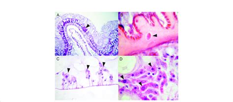 Amoebocytes in Hexacorals and Octocorals (A) Scleractinian hexacoral... | Download Scientific ...