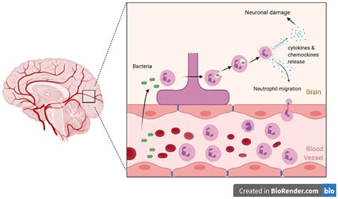 Bacterial Meningitis Cell Structure