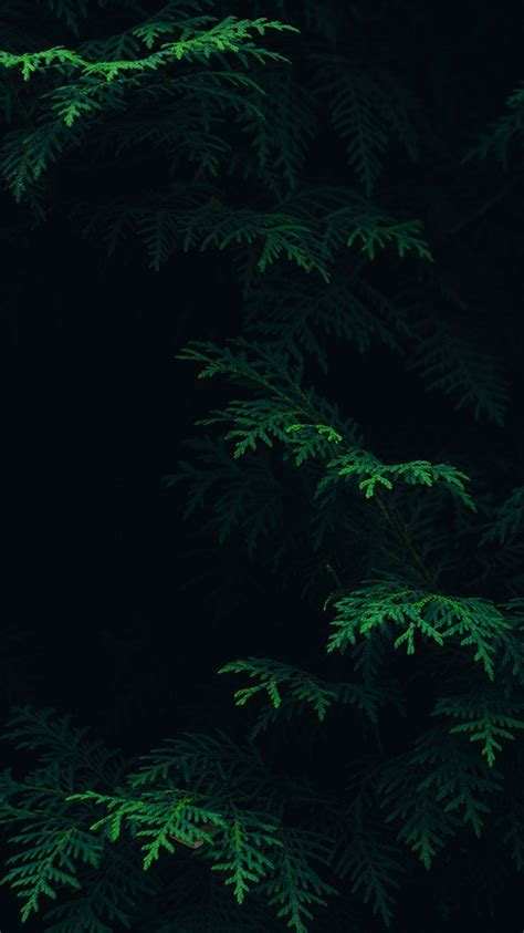 Dark green leaf Wallpaper Download | MobCup