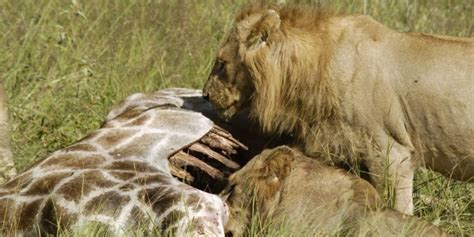 What Do Lions Eat? A Guide To Lion Hunting & Diet ️