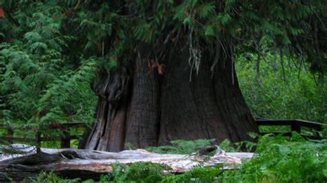 There's Something Incredibly Special About This Ancient Tree In Idaho | Ancient tree, Idaho, Old ...