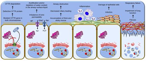 Frontiers | CFTR Modulators: Shedding Light on Precision Medicine for Cystic Fibrosis | Pharmacology