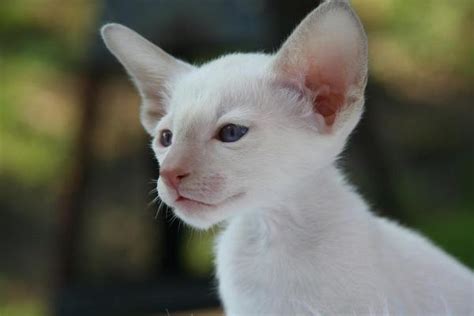 Caring for an Albino Cat