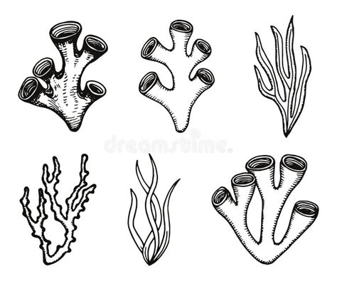 Algae Vector Sketch. Hand-drawing Isolated Stock Vector - Illustration ...