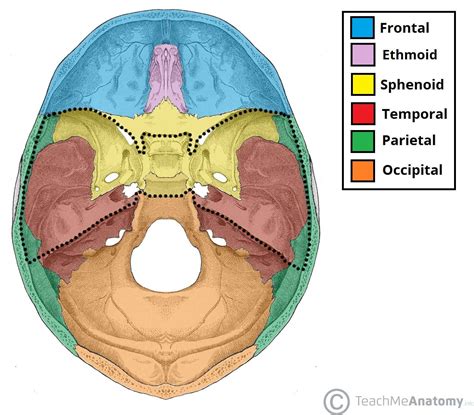 Areas of the Head part 2 The Middle Cranial Fossa