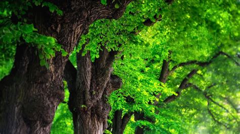 Weird Wallpaper Center: Green Trees Wallpaper | Trees Wallpaper Full Hd ...