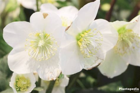 Christmas Rose, Helleborus niger - How to Plant and Care - Plantopedia