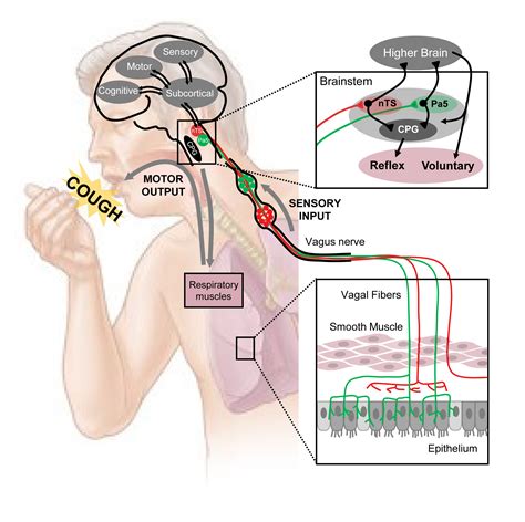 Translating Cough Mechanisms Into Better Cough Suppressants - CHEST