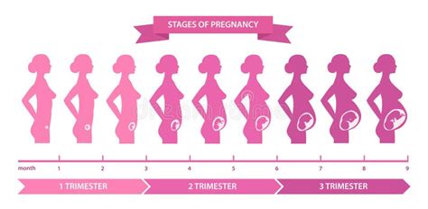 3 Trimesters of Pregnancy stock vector. Illustration of first - 4165168