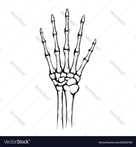 Hand of the skeleton with joint and five fingers Vector Image