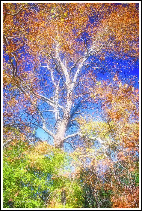 Sycamore Tree in Autumn Photograph by A Macarthur Gurmankin - Fine Art America