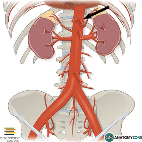 Left Gastric Artery - AnatomyZone