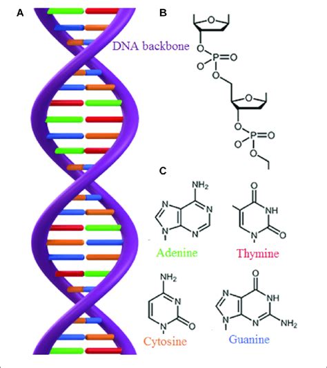 | (A) The double stranded structure of DNA. (B) The DNA backbone... | Download Scientific Diagram