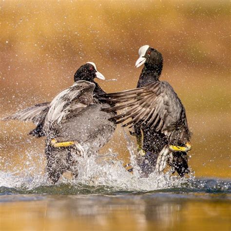 The British Wildlife Photography Awards 2012