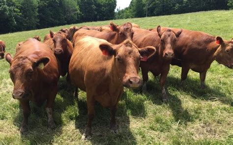 My Red Angus Herd Background | Falster Farm on Pasture 365