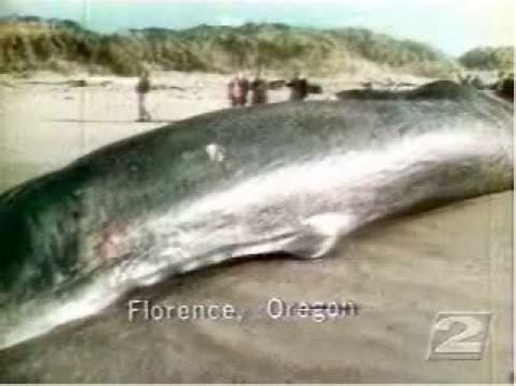 Oregon's Exploding Whale - 2002 KATU (abridged update) - YouTube
