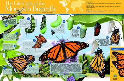 Monarch Butterfly Life Cycle Chart