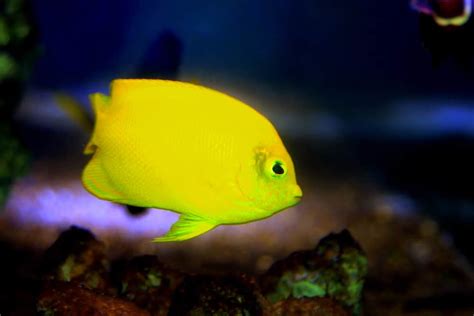 10 Vibrant Yellow Aquarium Fish Species | Build Your Aquarium